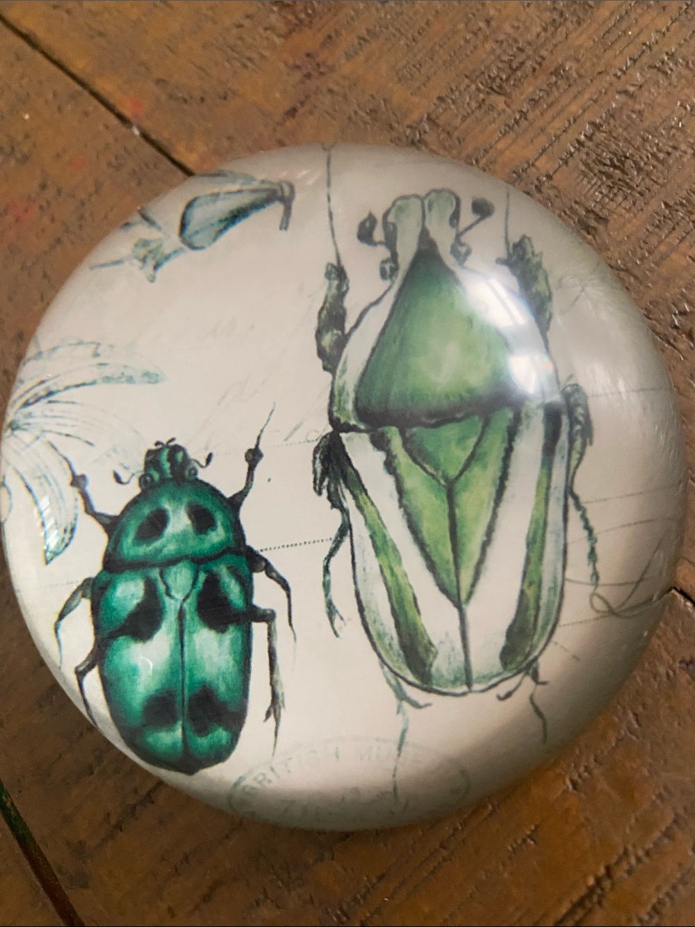 VTG Beetle glass paperweight